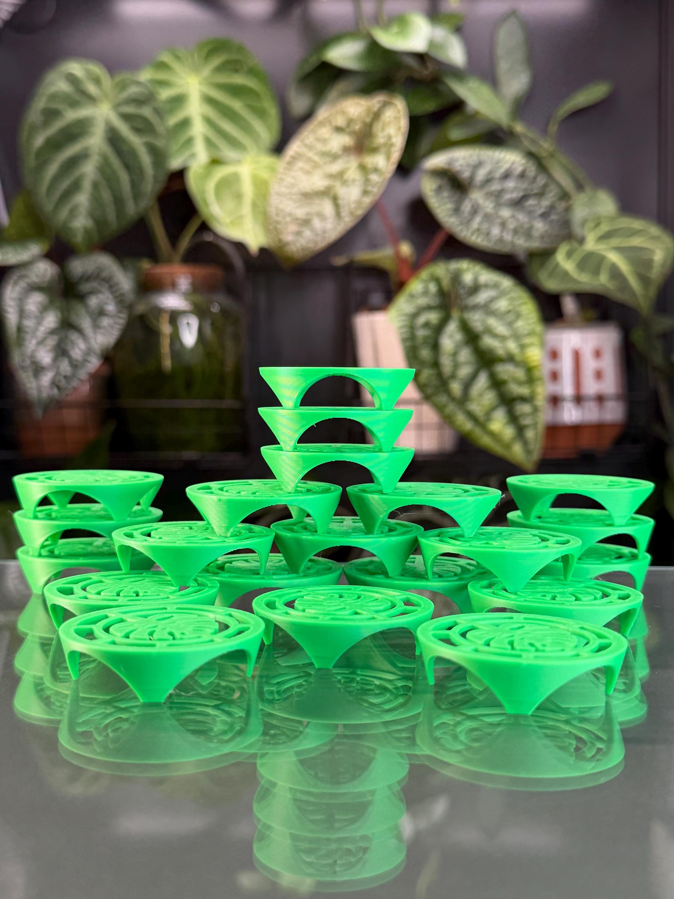 Corm Riser Corm Risers (x20) | Green Alocasia Corms Propagation Disks - Etsy