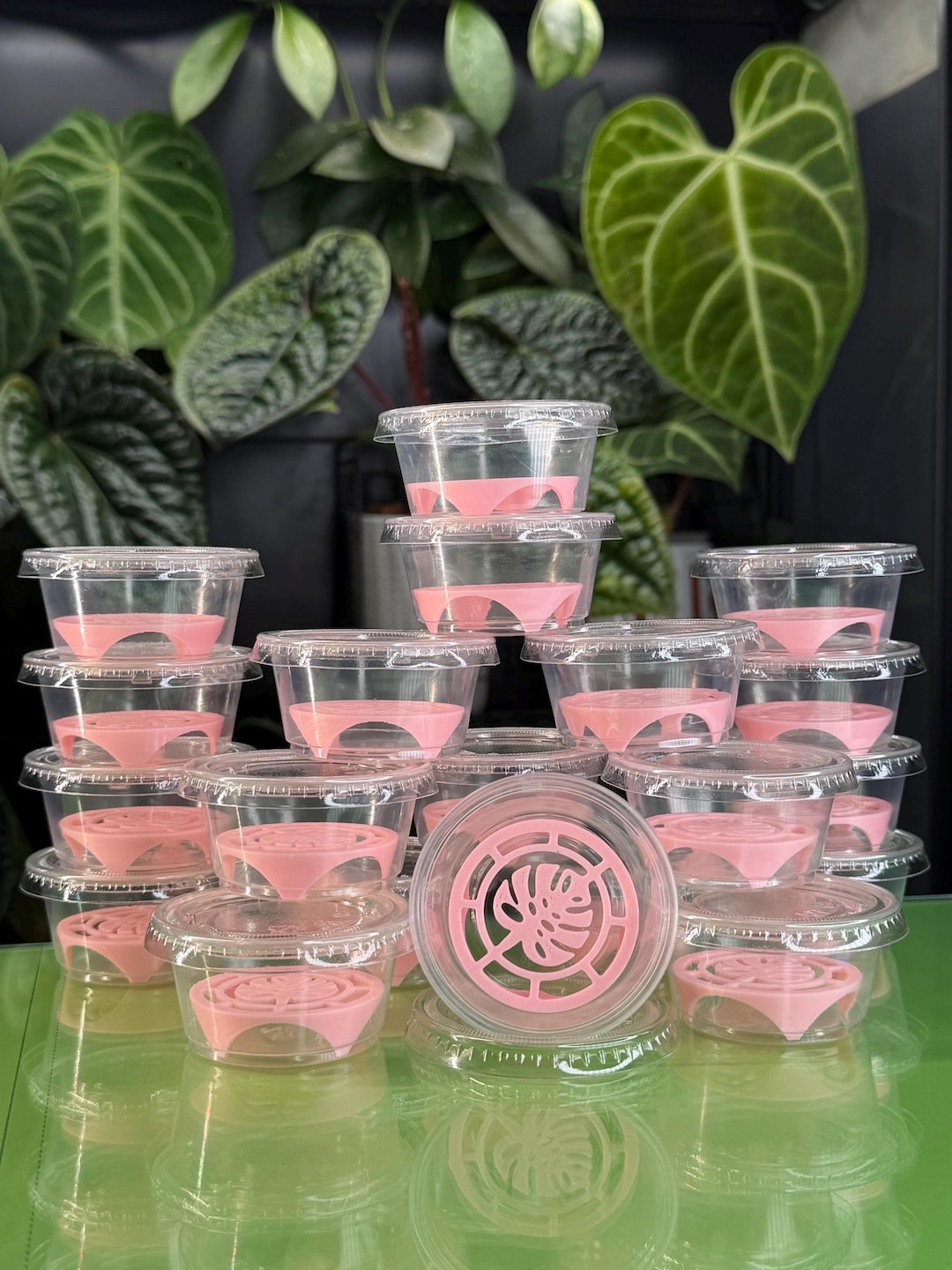 Corm Riser Corm Riser Kit - Pink Monstera (x20) - Etsy