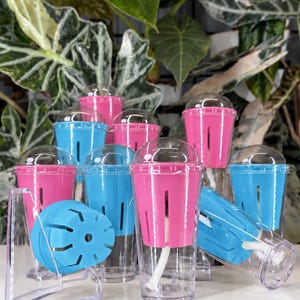 10 pack - Corm Cups Alocasia Propagation Tissue culture self watering pots with wick. Reusable growing plants.