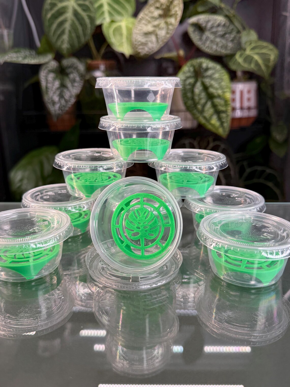 Corm Riser Corm Riser Kit - Green Monstera (x10) - Etsy
