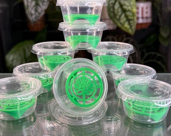 Kit de soportes para cormos - Monstera verde (x10)