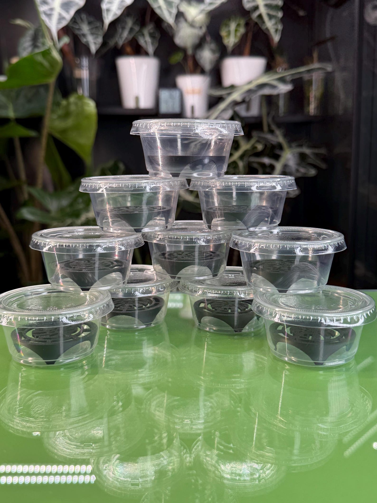 Corm Riser Corm Riser Kit - Black Monstera (x10) - Etsy