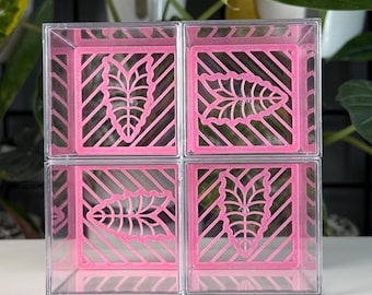 Pink Alocasia Propagation Corm Cubes | Grow plants in style!