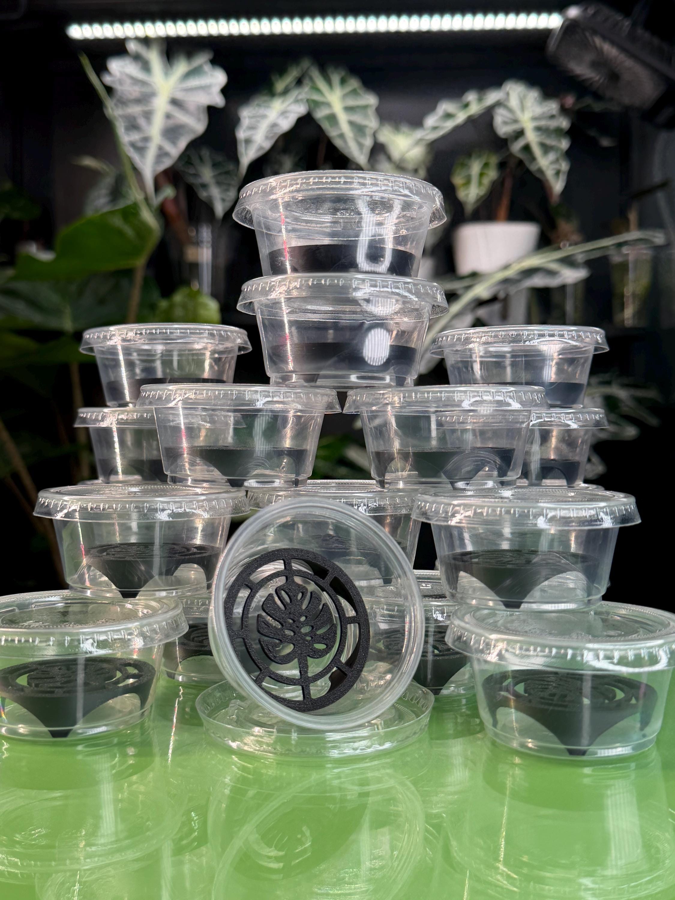 Corm Riser Corm Riser Kit - Black Monstera (x20) - Etsy