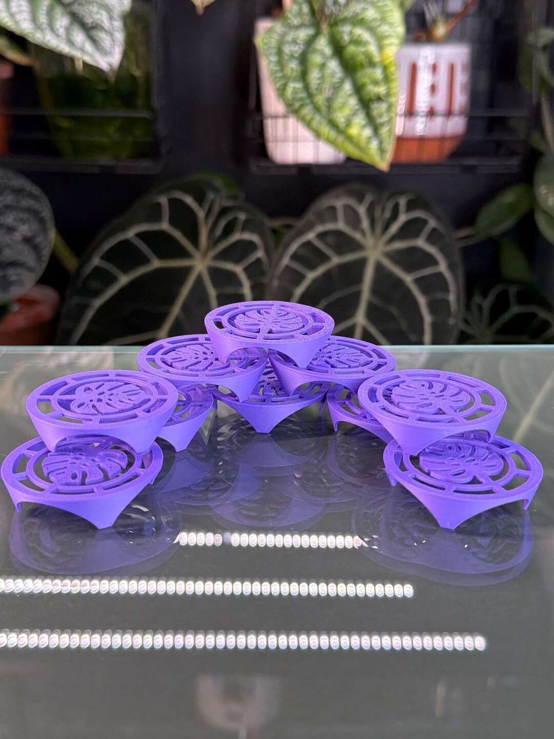 Corm Riser Corm Risers (x10) | Purple Alocasia Corms Propagation Disks - Etsy