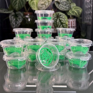 Peut inclure: Plusieurs récipients en plastique transparent avec des inserts verts, empilés sur une surface réfléchissante. Les récipients ont des couvercles transparents, certains avec un motif de feuille de monstera verte. Des plantes vertes sont visibles en arrière-plan.