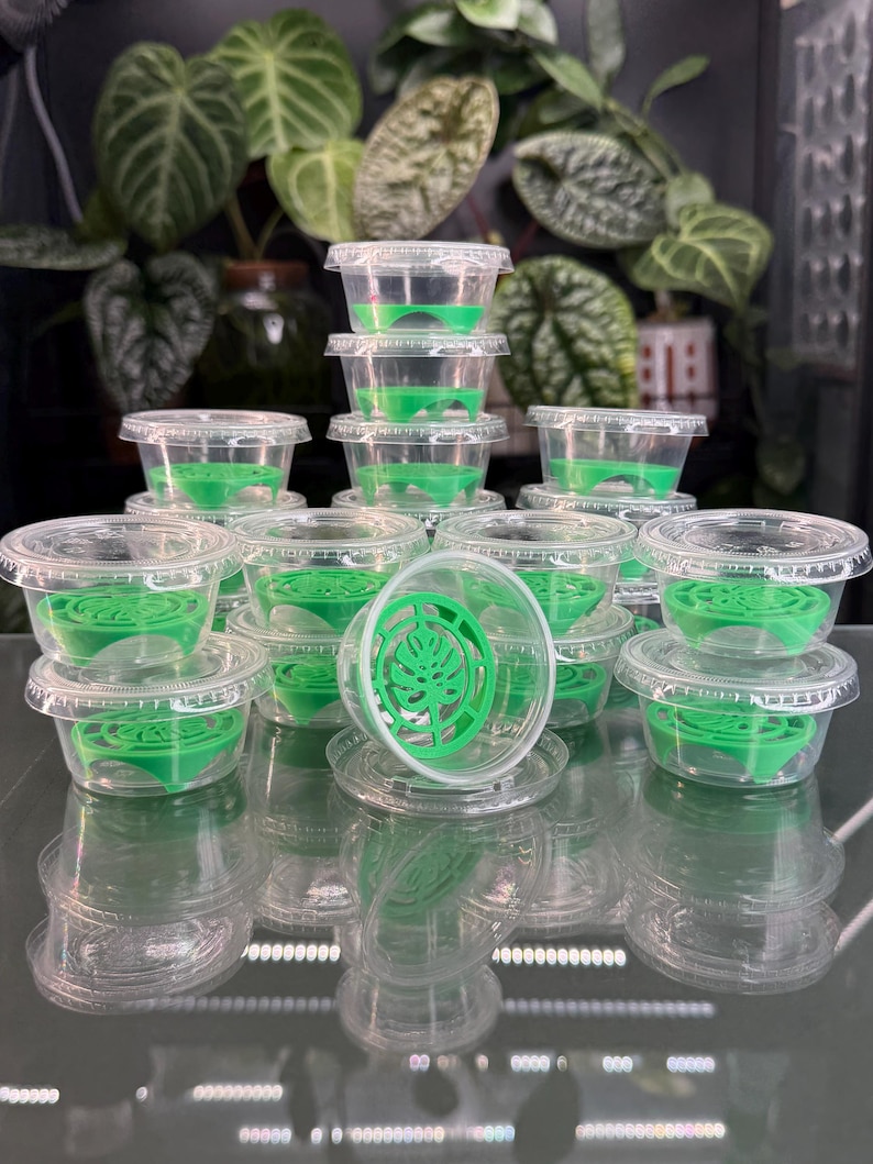 Corm Riser Corm Riser Kit - Green Monstera (x20) - Etsy