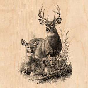 Archivo de grabado láser de ciervos / Macho, hembra, cervatillo, hierba alta (PNG)