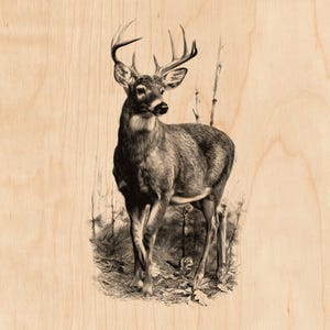 Lasergravurdatei Weißwedelhirsch | Stehender Hirsch, Kiefernwald (PNG)