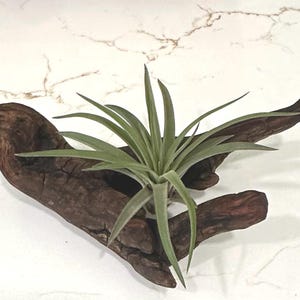 Found River Branch Display | Crystal, Airplant, Rock