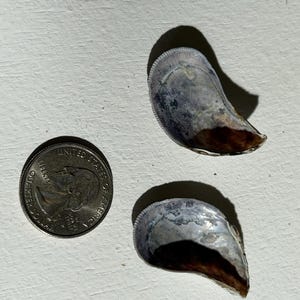 Set of muscle shells- one of a kind