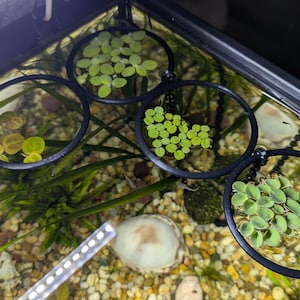 Könnte beinhalten: Drei schwarze, kreisförmige schwimmende Pflanzenringe auf der Oberfläche eines Aquariums. Jeder Ring enthält kleine grüne Wasserpflanzen, während darunter heller Kies, untergetauchte grüne grasartige Pflanzen und eine weiße Muschel zu sehen sind.