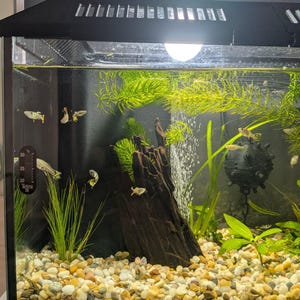 May include: A glass aquarium with a black frame and top light, containing water, light-colored gravel, green aquatic plants, a dark piece of driftwood, a black spherical ornament, and several small fish. A black Tetra thermometer is attached to the side.
