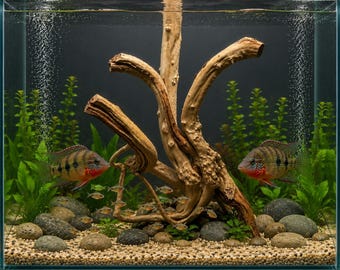 Large Natural Spiderwood driftwood display with seriyu stones mounted on a slate base (15x10)