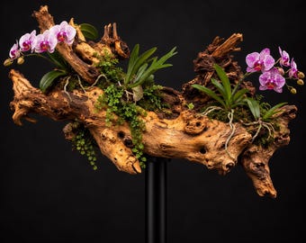 Custom made  Driftwood Plant Stand for Orchids/Air Plants & Fern Display | Natural Wood Botanical Sculpture | Pedestal Plant Decor