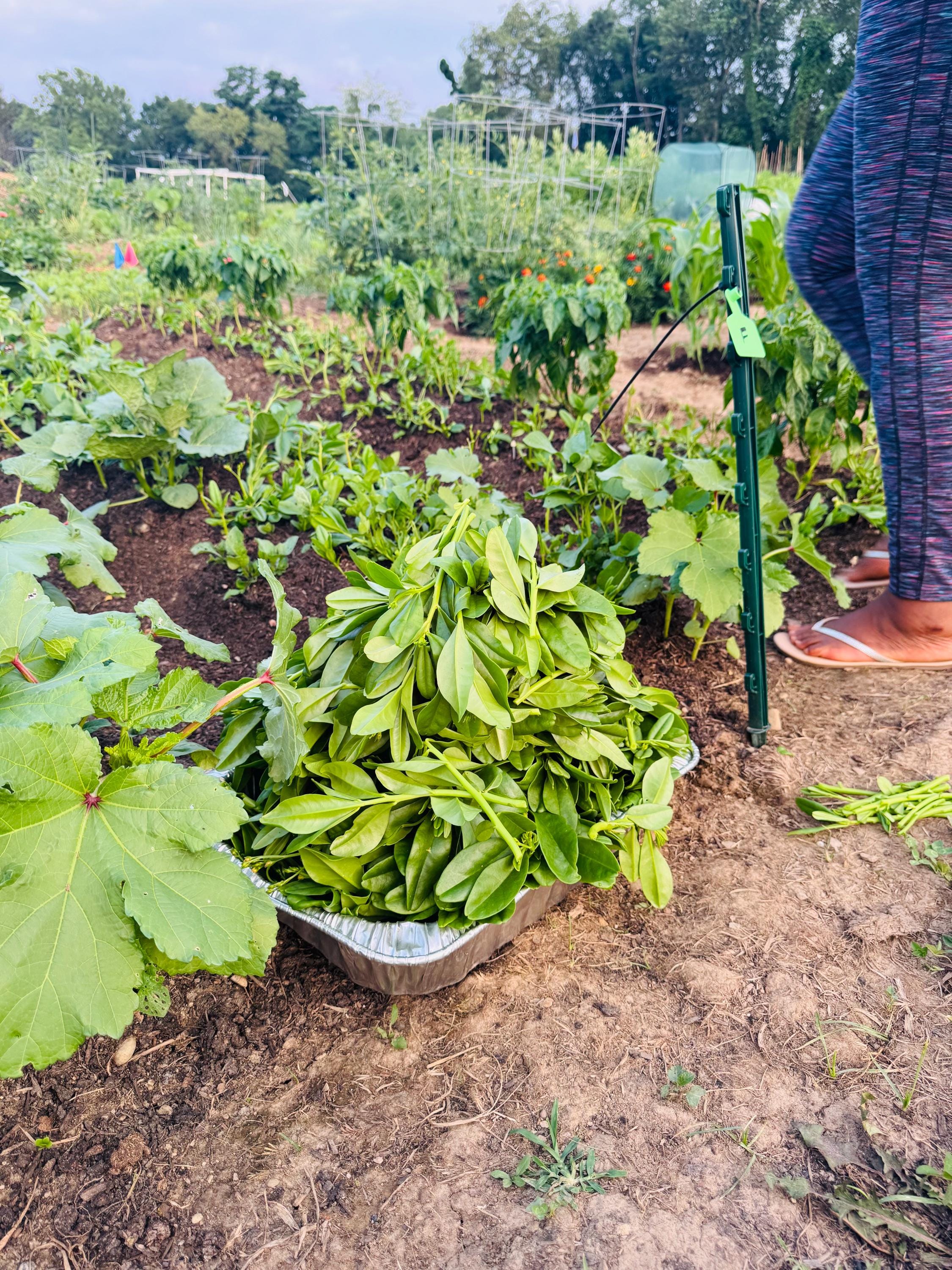 Gbure Organic Waterleaf , Efo Gbure / Ceylon Spinach - Etsy