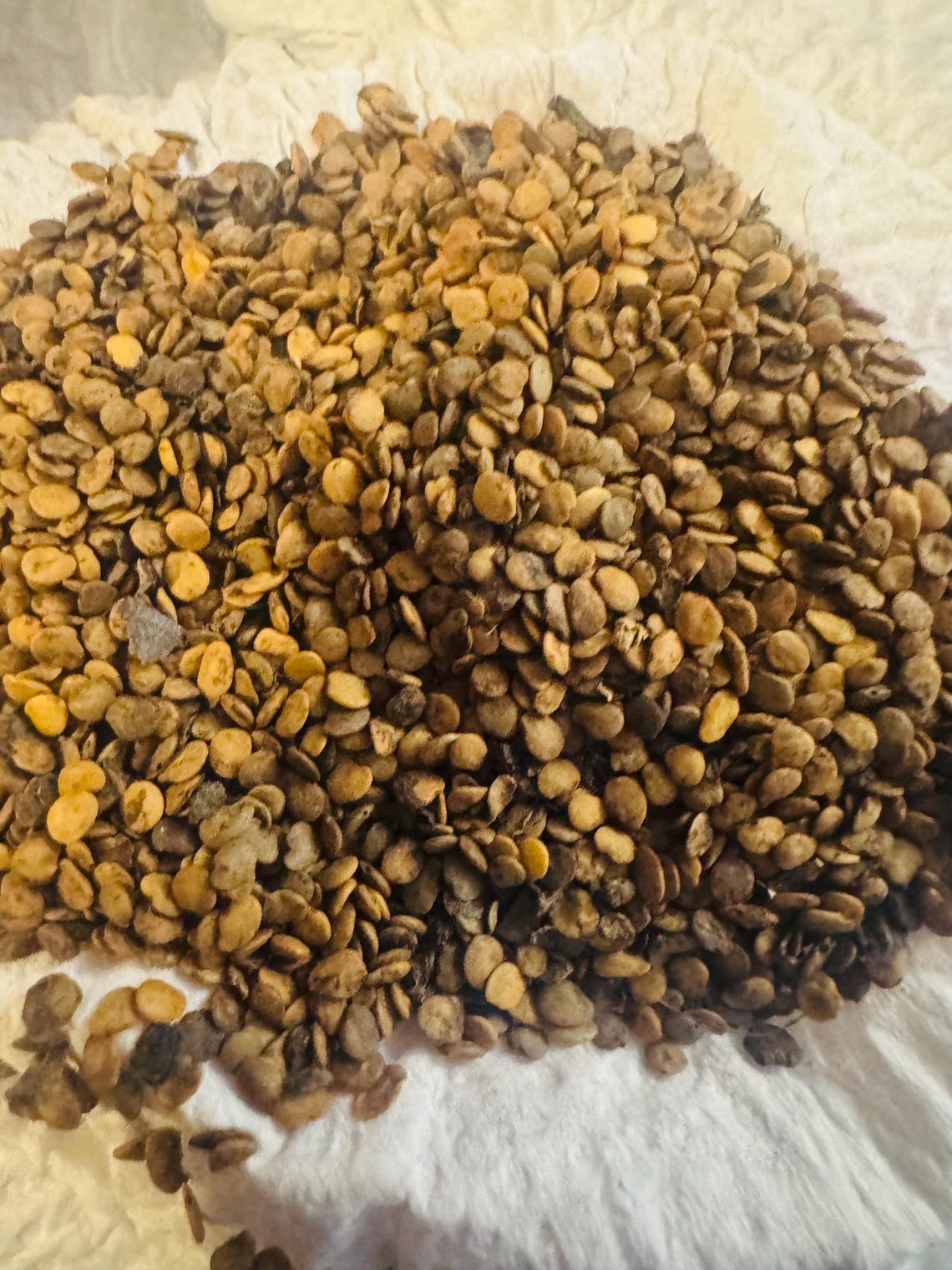 Organic Anchia ( Solanum Macrocarpon) Seeds - Etsy