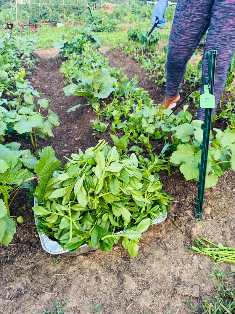 Gbure Organic Waterleaf , Efo Gbure / Ceylon Spinach - Etsy