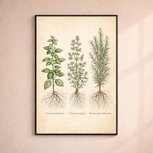 May include: A framed botanical print featuring illustrations of basil, thyme, and rosemary plants. The artwork showcases detailed drawings of the herbs with their roots, stems, and leaves, labeled with their scientific names. The print has a vintage aesthetic.