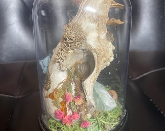 Raccoon Skull Terrarium: Moss, Quartz, Acorns, Dried Flowers, Snail Shell