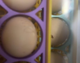Soporte para huevos de incubadora Maticoopx 20