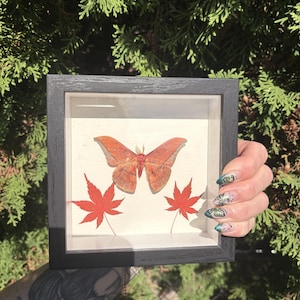 May include: A square black shadow box frame containing a preserved orange moth centred above two pressed red maple leaves on a light-coloured background. The frame has a glass front and a deep profile, displaying the insect and foliage specimens.