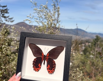 額装された本物の蝶、パピリオ・ルマンゾビア