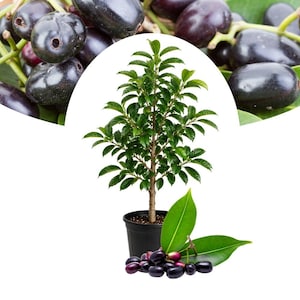 May include: A small potted Syzygium cumini plant with a central woody stem and green leaves, positioned next to a cluster of dark purple, oval-shaped jamun fruits and two green leaves, all set against a white background with a fruit overlay.