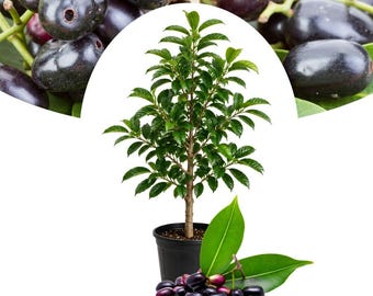Black Plum Live Tree | 2.5 Feet Tall | 1 Gallon Pot Jamun Plant | Rare Tropical Fruit Shrub