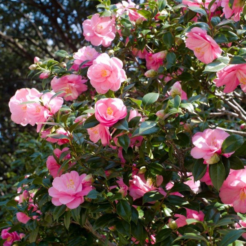 Pode incluir: Um close-up de um arbusto florido com vibrantes flores de cam&eacute;lia rosa. As flores t&ecirc;m m&uacute;ltiplas camadas de p&eacute;talas e centros amarelos, rodeadas por folhas verdes brilhantes. O fundo est&aacute; desfocado, sugerindo um ambiente natural ao ar livre.
