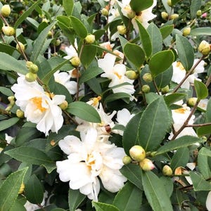 Pode incluir: Close-up de uma planta de cam&eacute;lia com flores brancas e folhas verdes. As flores t&ecirc;m um centro amarelo e est&atilde;o em plena flora&ccedil;&atilde;o. V&aacute;rios bot&otilde;es s&atilde;o vis&iacute;veis, sugerindo que a planta est&aacute; saud&aacute;vel. As folhas s&atilde;o de cor verde escura.
