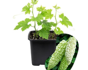 White Jade Bittermelon Live Plant, 4–6 Inch Tall, 4in Pot, Indoor or Patio Vegetable Plant
