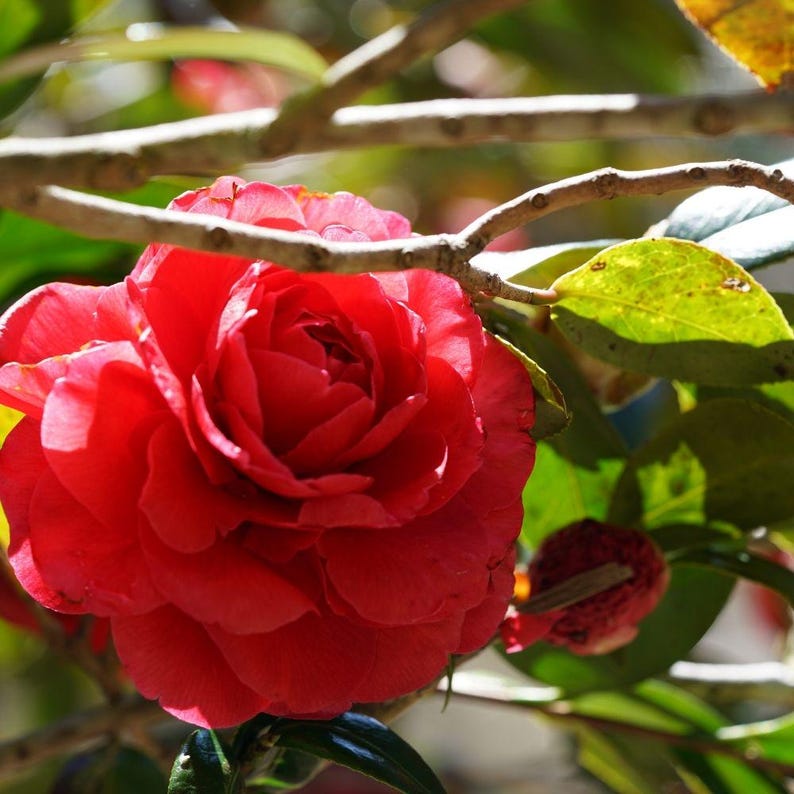 Pode incluir: Uma flor de cam&eacute;lia vermelha vibrante em plena flora&ccedil;&atilde;o, com camadas de p&eacute;talas e uma apar&ecirc;ncia exuberante. A flor &eacute; cercada por folhas verdes e galhos, criando uma cena natural e colorida. A imagem captura a beleza da natureza.
