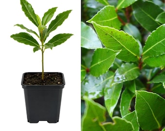 Live Bay Leaf Plant 4-8 Inch, Fragrant Culinary Herb for Kitchen Garden, Indoor Pot