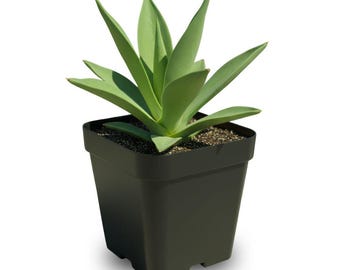 Green Agave Live Plant, 4 Inch Pot, 8 Inch Tall Succulent, Easy Care Desert Plant