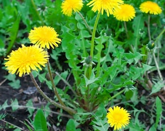 Dandelion Seeds for Planting, Edible Herb and Wildflower Seeds, Easy-care Garden Favorite