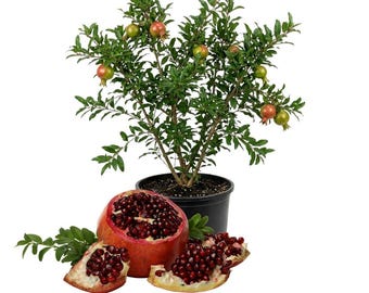 Live Pomegranate Plant, 4–6 in Tall, Edible Fruit Tree for Patio Garden