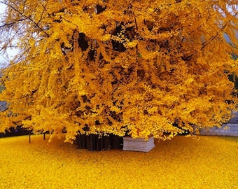 Ginkgo Biloba Live Plant, 8 Inch Tall in 4 Inch Pot, Easy Care Ornamental Tree Starter