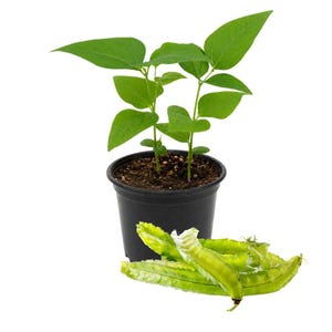 May include: A young green plant with trifoliate leaves growing in a black plastic pot filled with dark soil, accompanied by several light green, four-angled winged beans with ruffled edges resting in front of the container on a white background.
