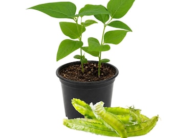 Winged Bean Live Plant, 2 Plants per Pot, 5 Inch Tall in 4 Inch Pot, Tropical Vegetable Garden Starter
