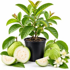 May include: A small guava plant in a black plastic pot, surrounded by whole and sliced light green guava fruits, green leaves, and white blossoms. The plant has a woody stem and vibrant green foliage, while the fruit shows a pale interior.