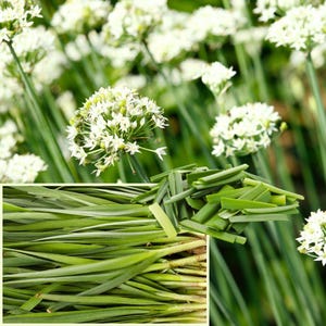 Set 20 Garlic Chive Plants | Multi Pack Live Culinary Herbs | Edible Perennial Garden Starter Roots