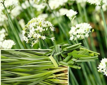 Set 20 Garlic Chive Plants | Multi Pack Live Culinary Herbs | Edible Perennial Garden Starter Roots