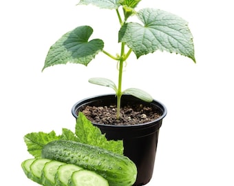 Cucumber Live Plant, 4–6in 4in Pot, Beginner-Friendly Vegetable, Easy Grow Gift
