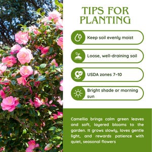 Pode incluir: Imagem de um arbusto de cam&eacute;lia com flores rosa e folhas verdes. Sobreposi&ccedil;&atilde;o de texto com dicas de plantio: manter o solo &uacute;mido, solo bem drenado, zonas USDA 7-10 e sombra clara ou sol da manh&atilde;. O texto tamb&eacute;m descreve a cam&eacute;lia.