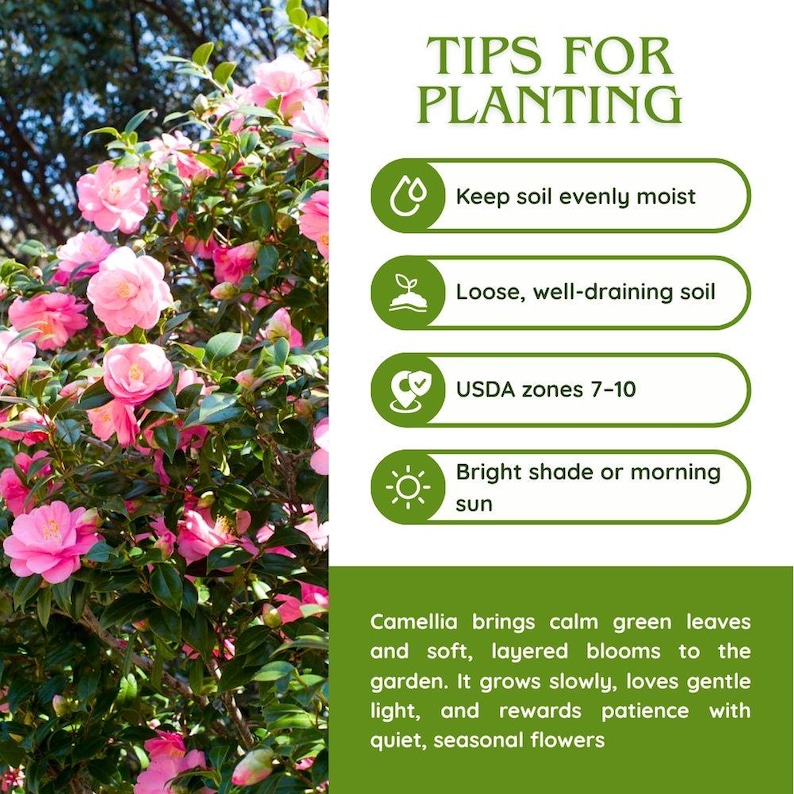 Pode incluir: Imagem de um arbusto de cam&eacute;lia com flores rosa e folhas verdes. Sobreposi&ccedil;&atilde;o de texto com dicas de plantio: manter o solo &uacute;mido, solo bem drenado, zonas USDA 7-10 e sombra clara ou sol da manh&atilde;. O texto tamb&eacute;m descreve a cam&eacute;lia.