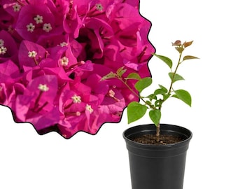 Red Purple Bougainvillea Live Plant, Vibrant Flower for Home, Patio, or Garden, Gift for Plant Lovers