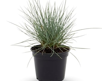 Blue Fescue Grass Plant, 2 Plants in Pot, Ornamental Blue Grass for Garden Border or Balcony