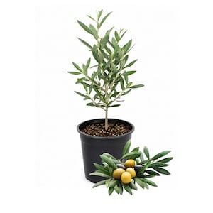 May include: A young olive tree with slender, lance-shaped green leaves planted in a black plastic nursery pot. Beside the pot lies a small branch featuring several oval-shaped green and dark purple olives nestled among green foliage.