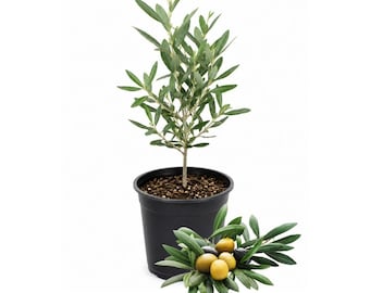 Dwarf Olive Live Plant, Small Indoor Tree, Easy Care, 4in Pot, Indoor Plant Gift